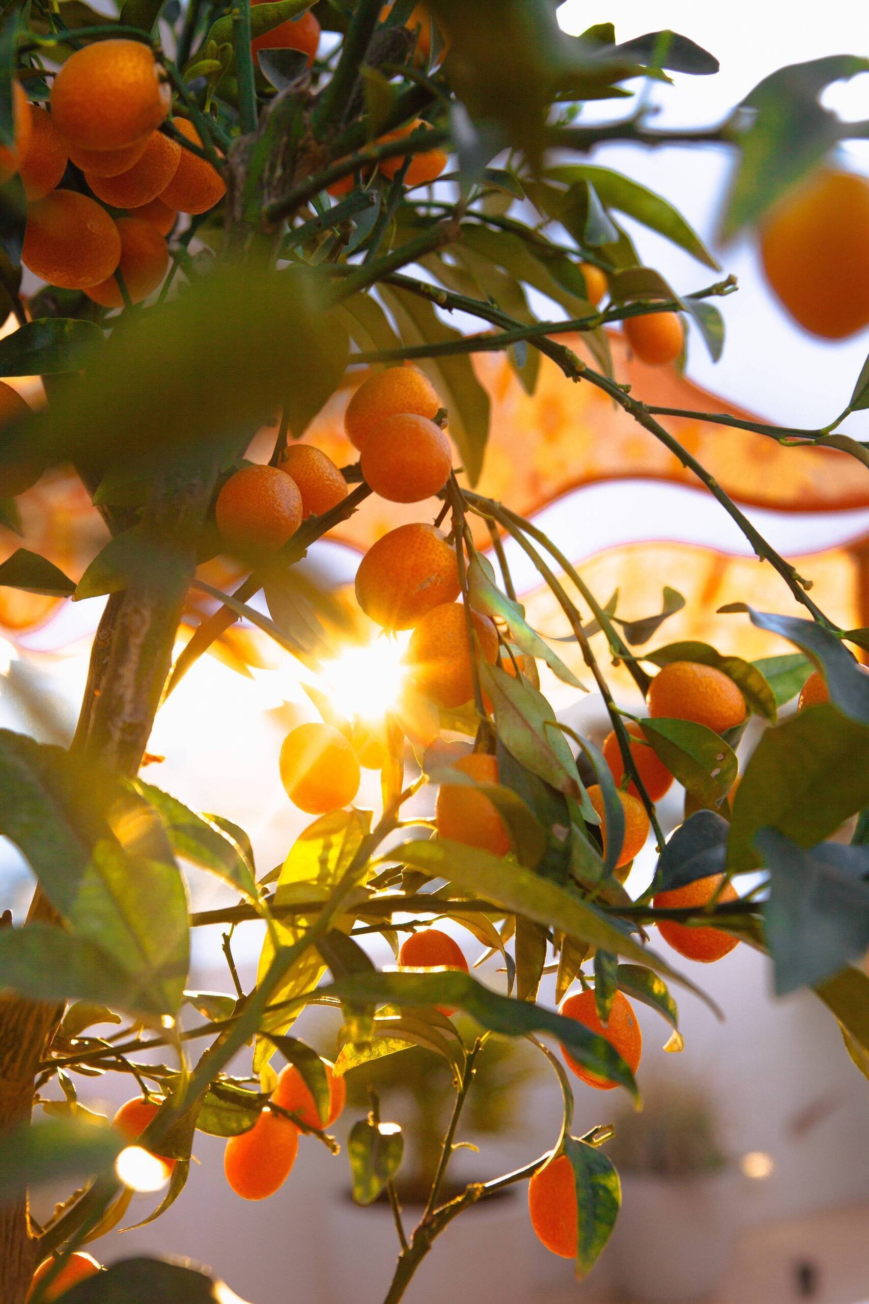 The Standard Ibiza Tree