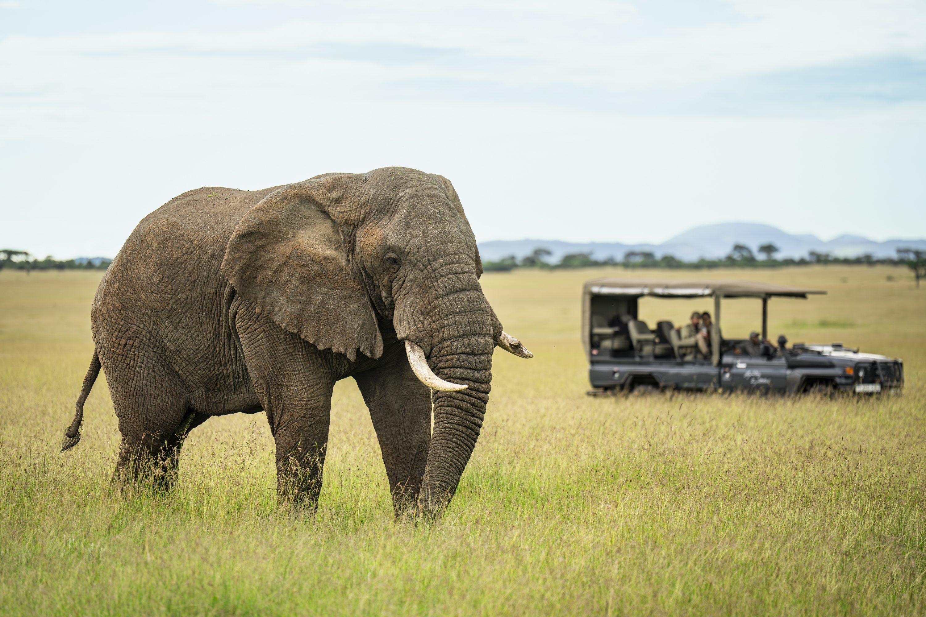 Auberge Safari